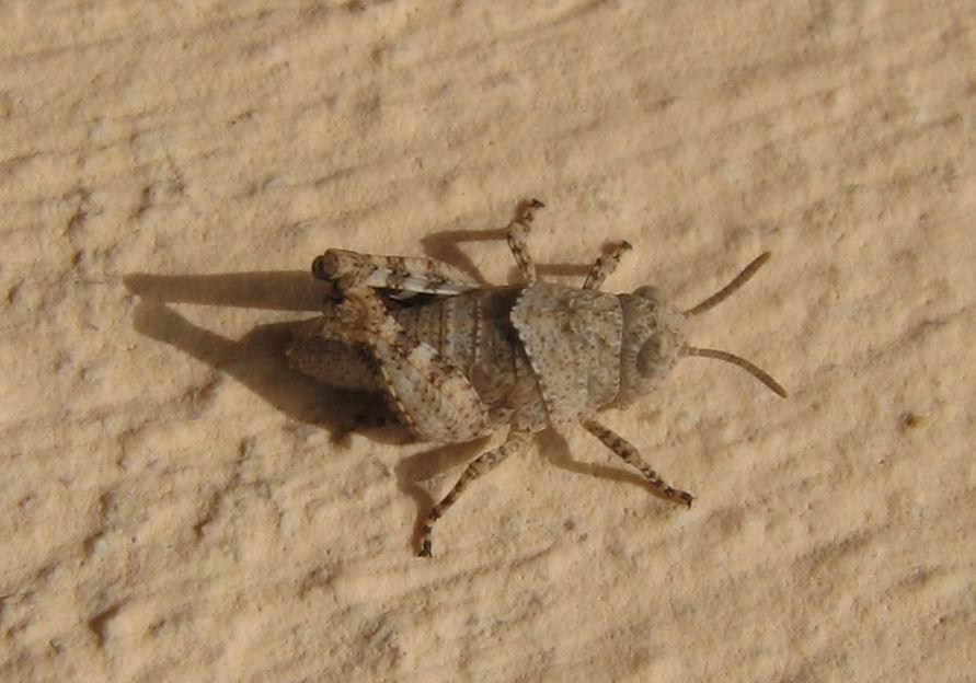 Carrellata ortotteri